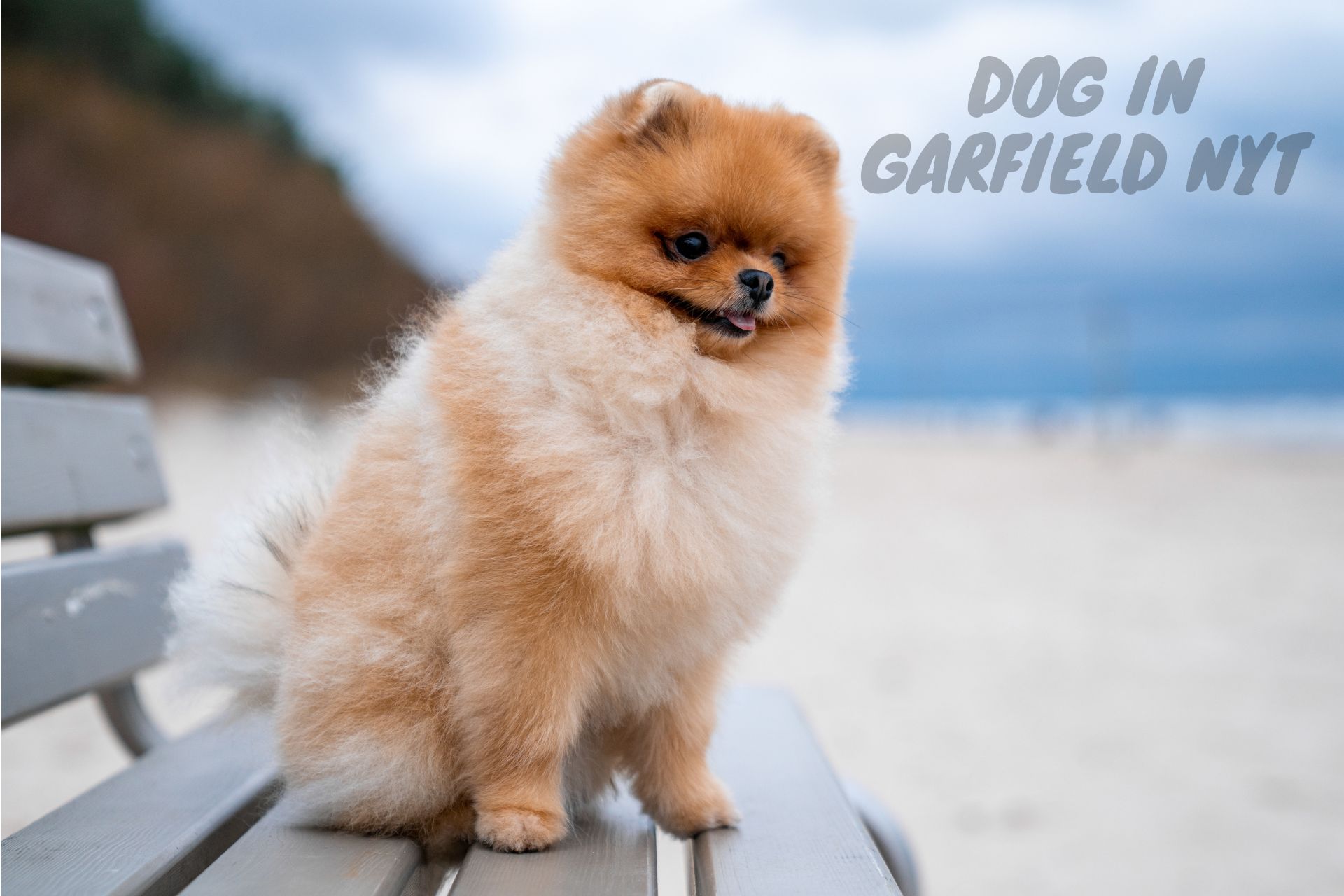 Dog in Garfield Nyt