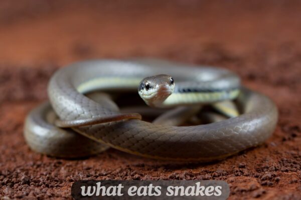 what eats snakes